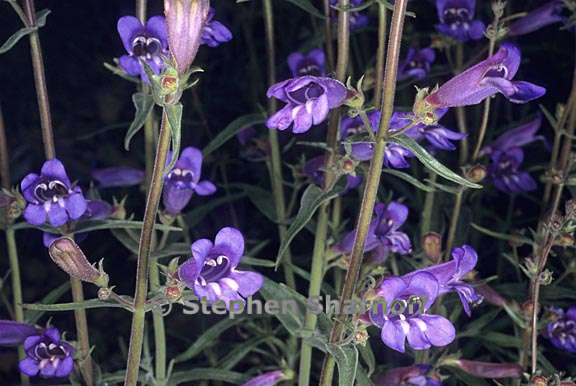 penstemon laetus 2 graphic